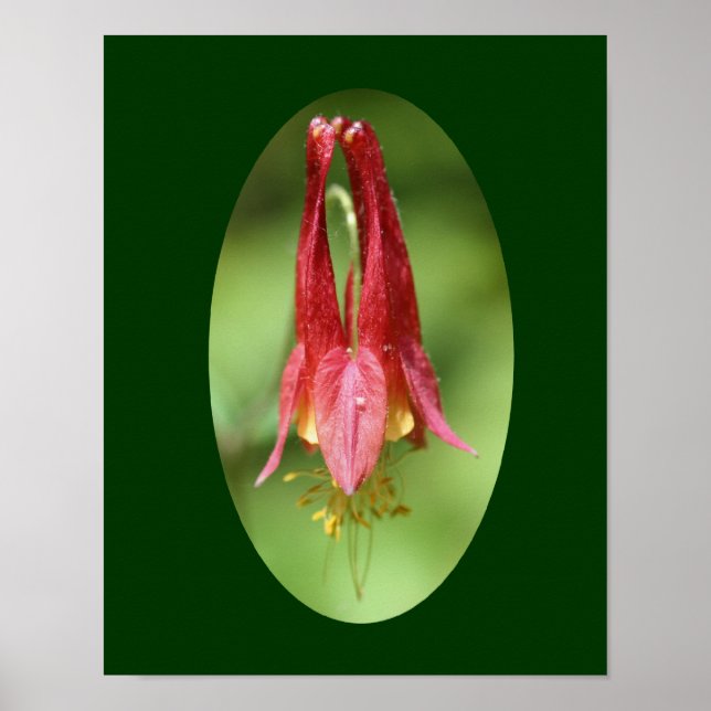 Vild Red Columbine Flower Poster (Framsidan)