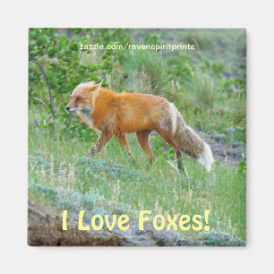 Vild Red Fox älskare Animal Wildlife Art Magnet