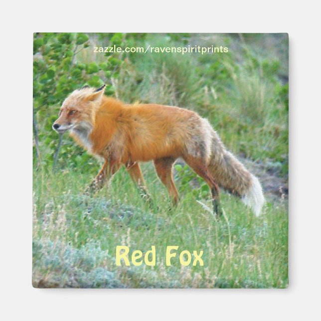 Vild Red Fox Animal Wildlife Roligt Magnet (Framsidan)