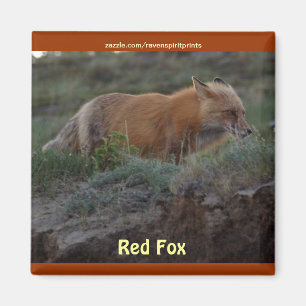 Vild Red Fox Animal Wildlife Roligt Magnet