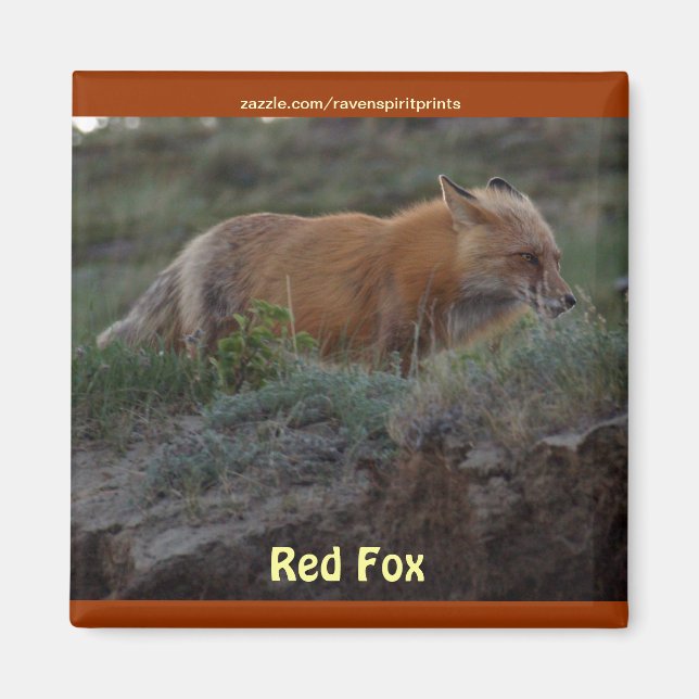 Vild Red Fox Animal Wildlife Roligt Magnet (Framsidan)