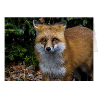 Vild Red Fox Hälsningskort