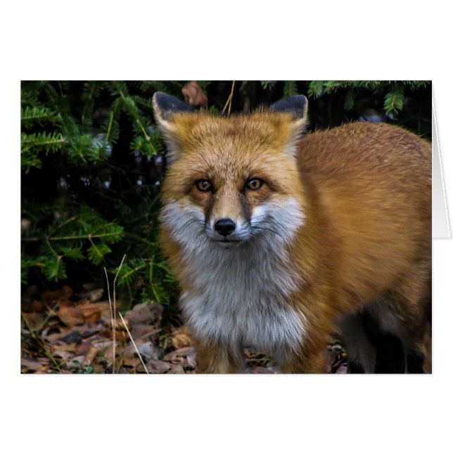 Vild Red Fox Hälsningskort (Framsidan Horizontal)