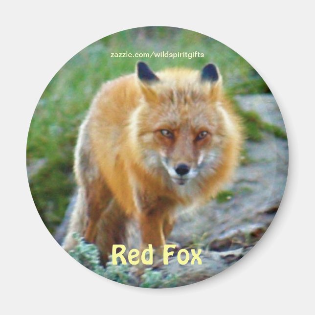 Vild Red Fox Vixen Wildlife Art Magnet (Framsidan)