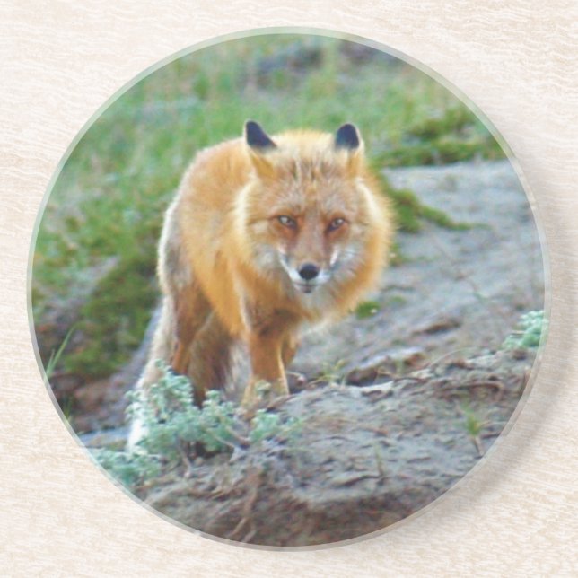 Vild Red Fox Vixen Wildlife Photo Art Underlägg Sandsten (Framsidan)