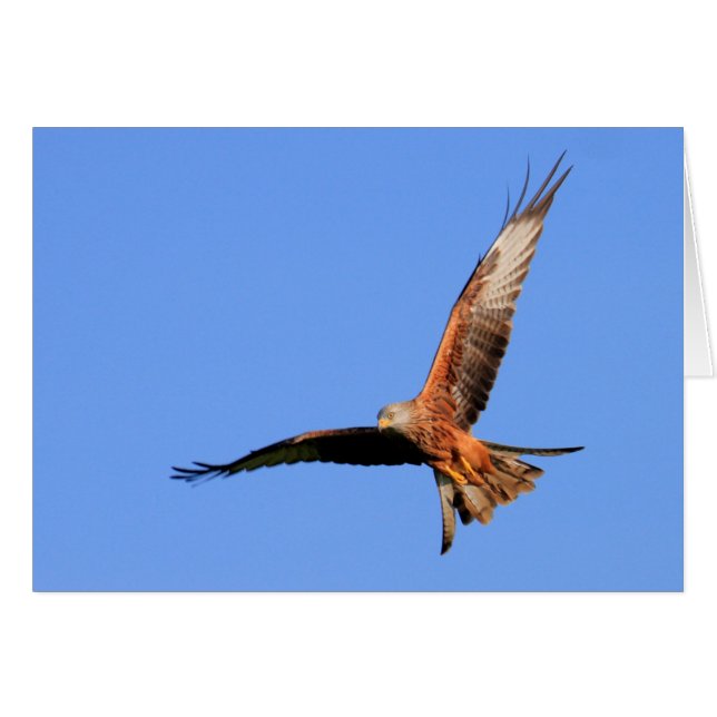 Vild Red Kites Hälsningskort (Framsidan Horizontal)