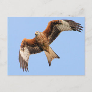 Vild Red Kites Vykort