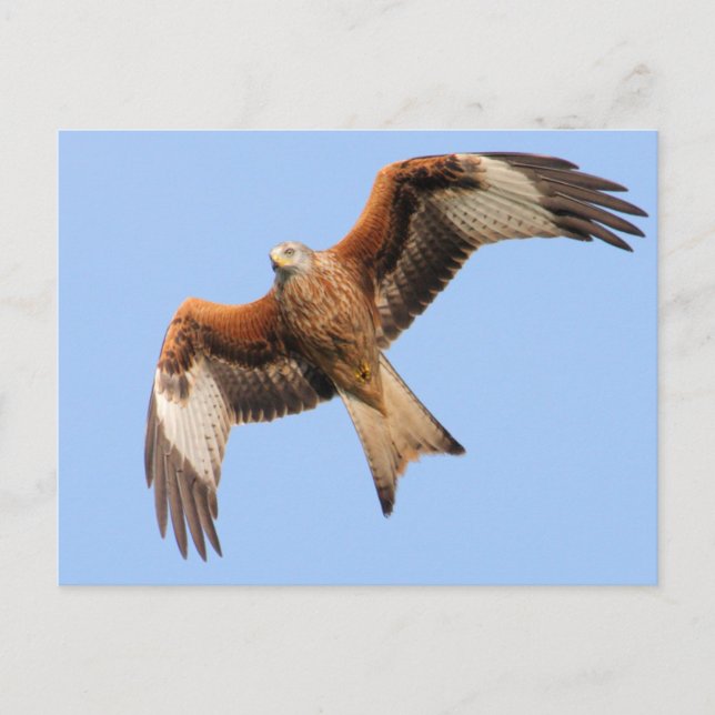 Vild Red Kites Vykort (Framsida)