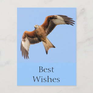 Vild Red Kites Vykort