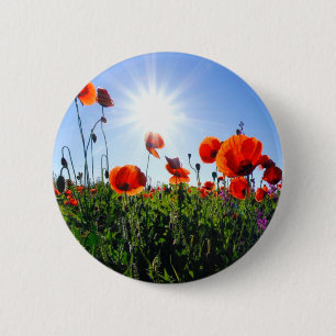 Vild Red Poppies Flowers Knapp