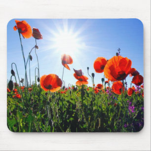 Vild Red Poppies Flowers Musmatta