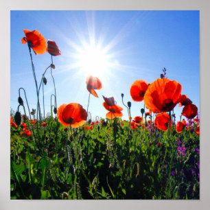 Vild Red Poppies Flowers Poster