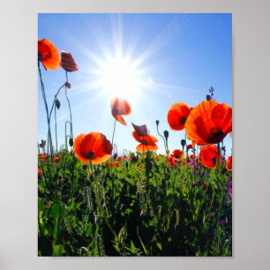 Vild Red Poppies Flowers Poster