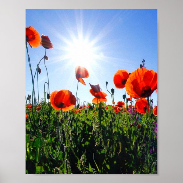 Vild Red Poppies Flowers Poster (Framsidan)