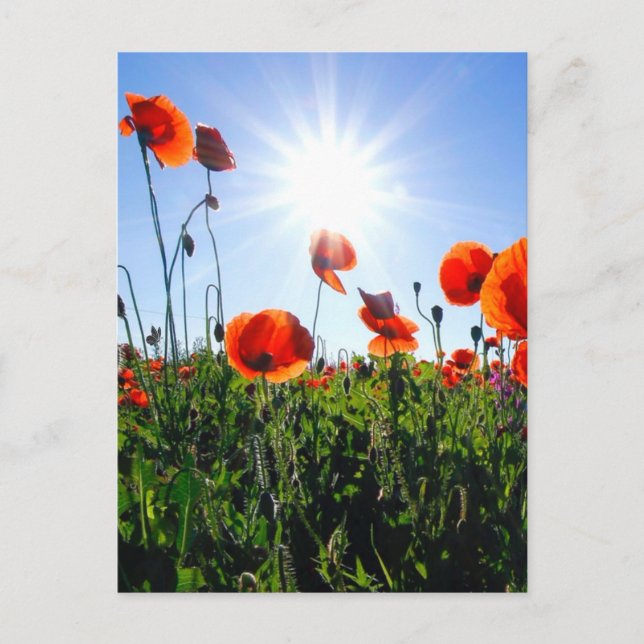 Vild Red Poppies Flowers Vykort (Framsida)