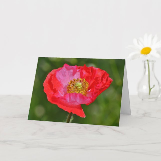 Vild Red Rosa Poppy Flower Art Note Card Kort (Liten växt)