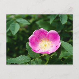 Vild ro blomma vykort