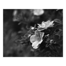 Vild Ro - Blommigt Fine Art Photo