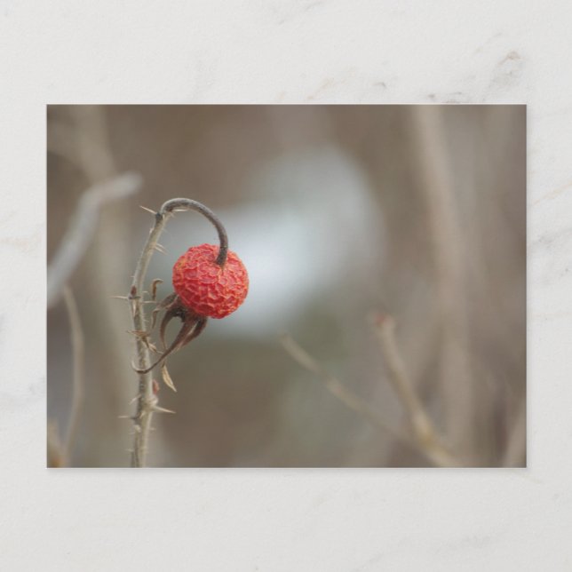 Vild Ro Fruktkort Vykort (Framsida)