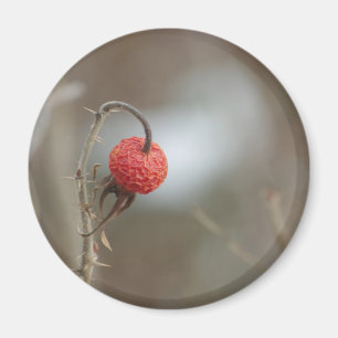 Vild Ro Fruktmagnet Magnet