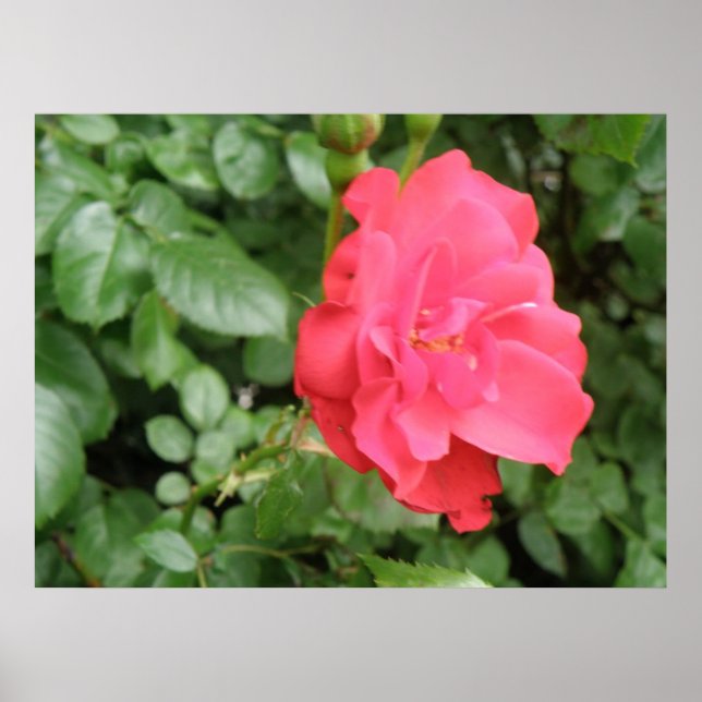 Vild Ro Poster (Framsidan)