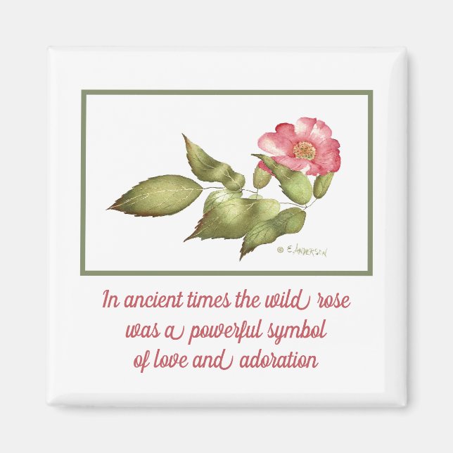 Vild ro rosa vattenfärgssymbol magnet (Framsidan)