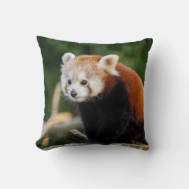 Vild röd panda söt foto kudde