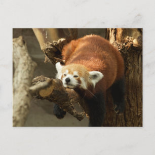 Vild röd panda sovande foto vykort