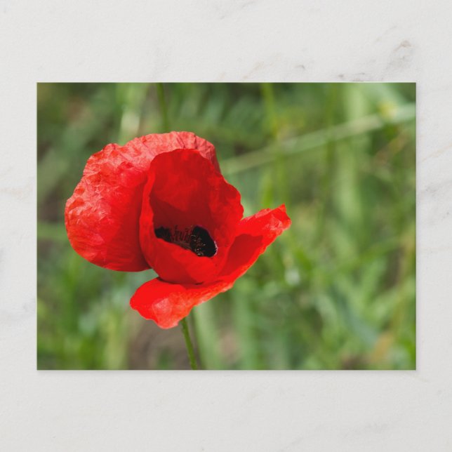 Vild röd vallmo blomma vykort (Framsida)