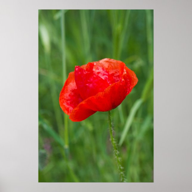 Vild röd vallmoblomma poster (Framsidan)