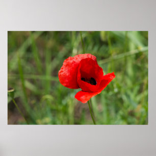 Vild röd vallmoblomma poster