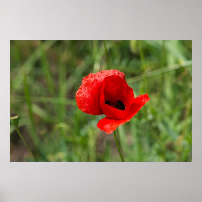 Vild röd vallmoblomma poster (Framsidan)