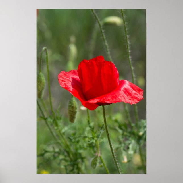 Vild röd vallmoblomma poster (Framsidan)