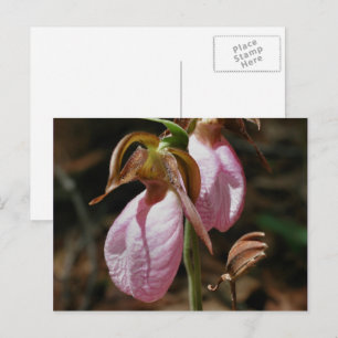 Vild Rosa Dam Slipper Flowers Vykort