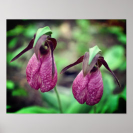 Vild Rosa Dam Slipper Orchid Flower Pair 2 Poster