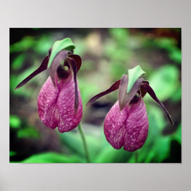 Vild Rosa Dam Slipper Orchid Flower Pair 2 Poster (Framsidan)