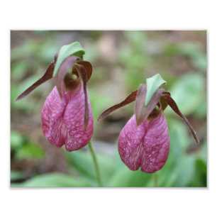Vild Rosa Dam Slipper Orchid Flower Pair 8x10 Fototryck