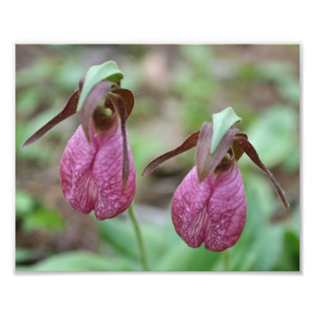 Vild Rosa Dam Slipper Orchid Flower Pair 8x10 Fototryck (Framsidan)