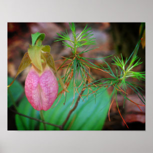 Vild Rosa Dam Slipper Orchid och Evergreens Poster