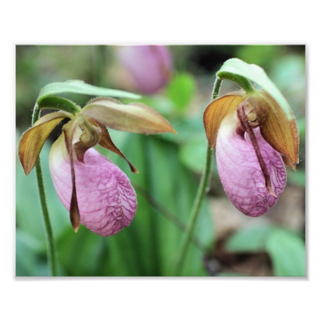 Vild Rosa Dam Slipper Orchid Pair 8x10 Fototryck (Framsidan)