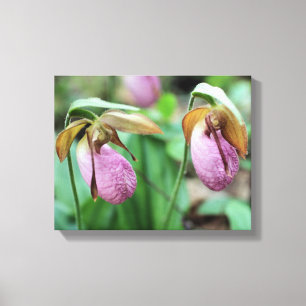 Vild Rosa Dam Slipper Orchid Pair Canvastryck