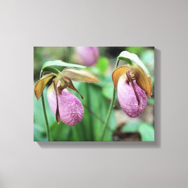 Vild Rosa Dam Slipper Orchid Pair Canvastryck (Framsida)