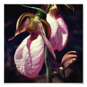 Vild Rosa Dam Slipper Orchid Pair Close Up 8x8 Fototryck