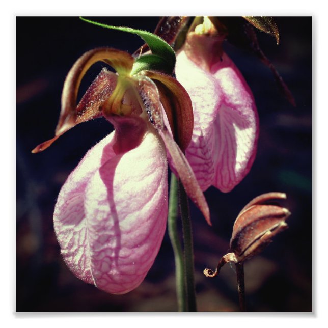 Vild Rosa Dam Slipper Orchid Pair Close Up 8x8 Fototryck (Framsidan)