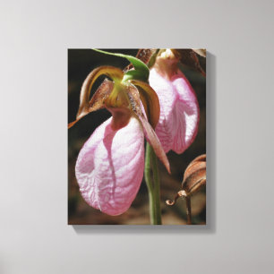 Vild Rosa Dam Slipper Orchid Pair Close Up Canvastryck