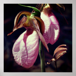 Vild Rosa Dam Slipper Orchid Pair Close Up Poster