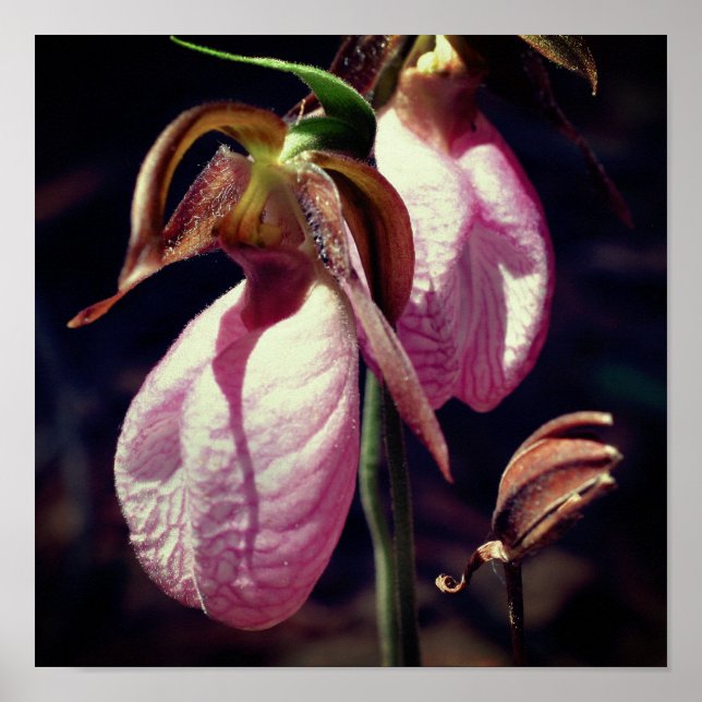 Vild Rosa Dam Slipper Orchid Pair Close Up Poster (Framsidan)