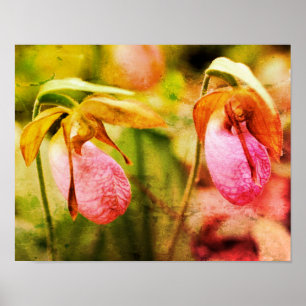 Vild Rosa Dam Slipper Orchid Pair Distress Art Poster