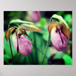 Vild Rosa Dam Slipper Orchid Pair Poster