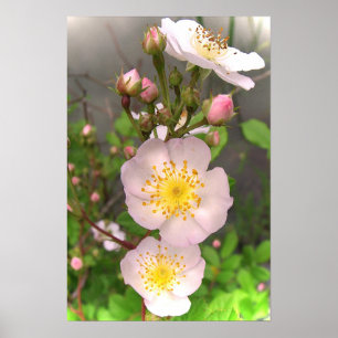 Vild Rosa ros Flowers Poster